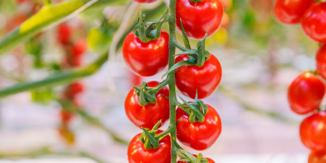 LED interlighting at Neurather tomatoes in germany
