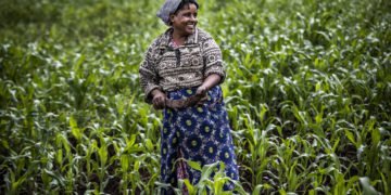 A sorghum farmer in Kenya.