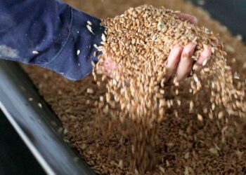 An employee shows wheat grains on a conveyor belt during its loading for storage in tanks at the Chernihiv granary, Ukraine.

©FAO/Anatolii Stepanov