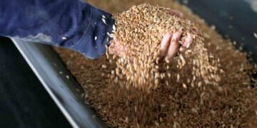 An employee shows wheat grains on a conveyor belt during its loading for storage in tanks at the Chernihiv granary, Ukraine.©FAO/Anatolii Stepanov