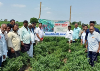 Scientists and progressive farmers visited NCH – 6889 farmer field in Guntur, Andhra Pradesh