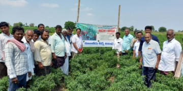 Scientists and progressive farmers visited NCH – 6889 farmer field in Guntur, Andhra Pradesh